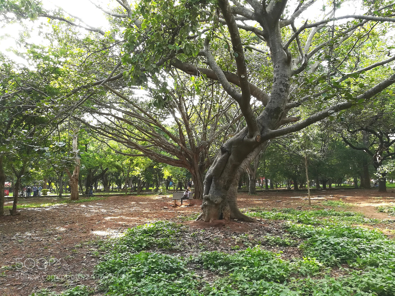 HUAWEI honor 6x sample photo. Cubbon park photography