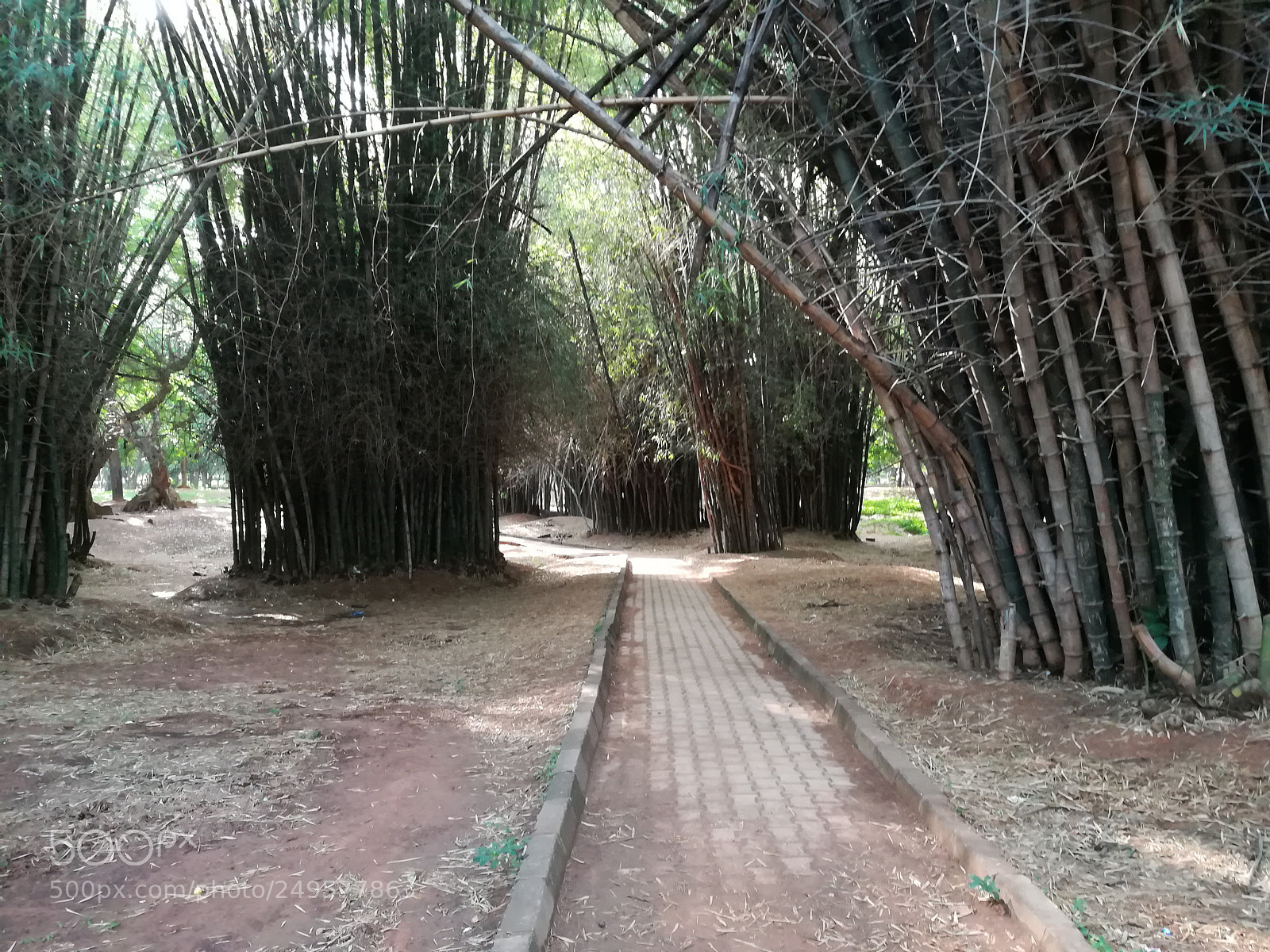 HUAWEI honor 6x sample photo. Cubbon park photography