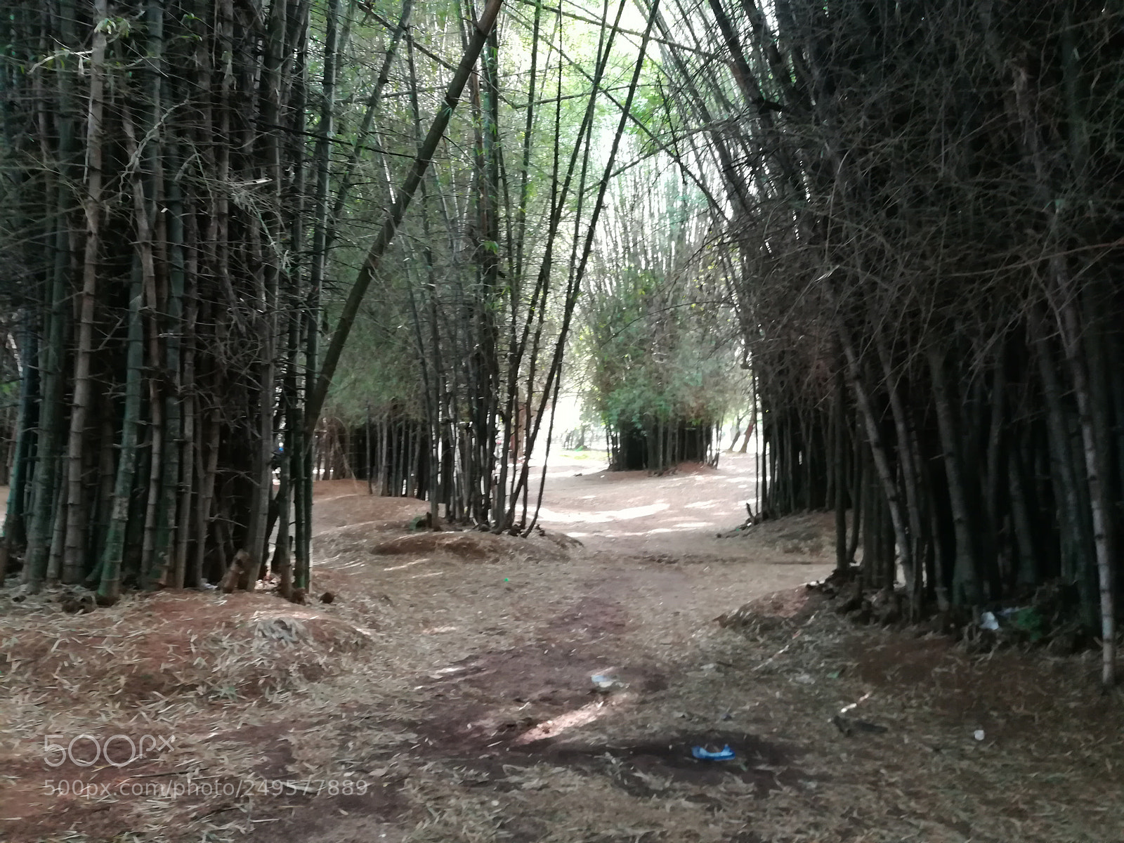 HUAWEI honor 6x sample photo. Cubbon park photography