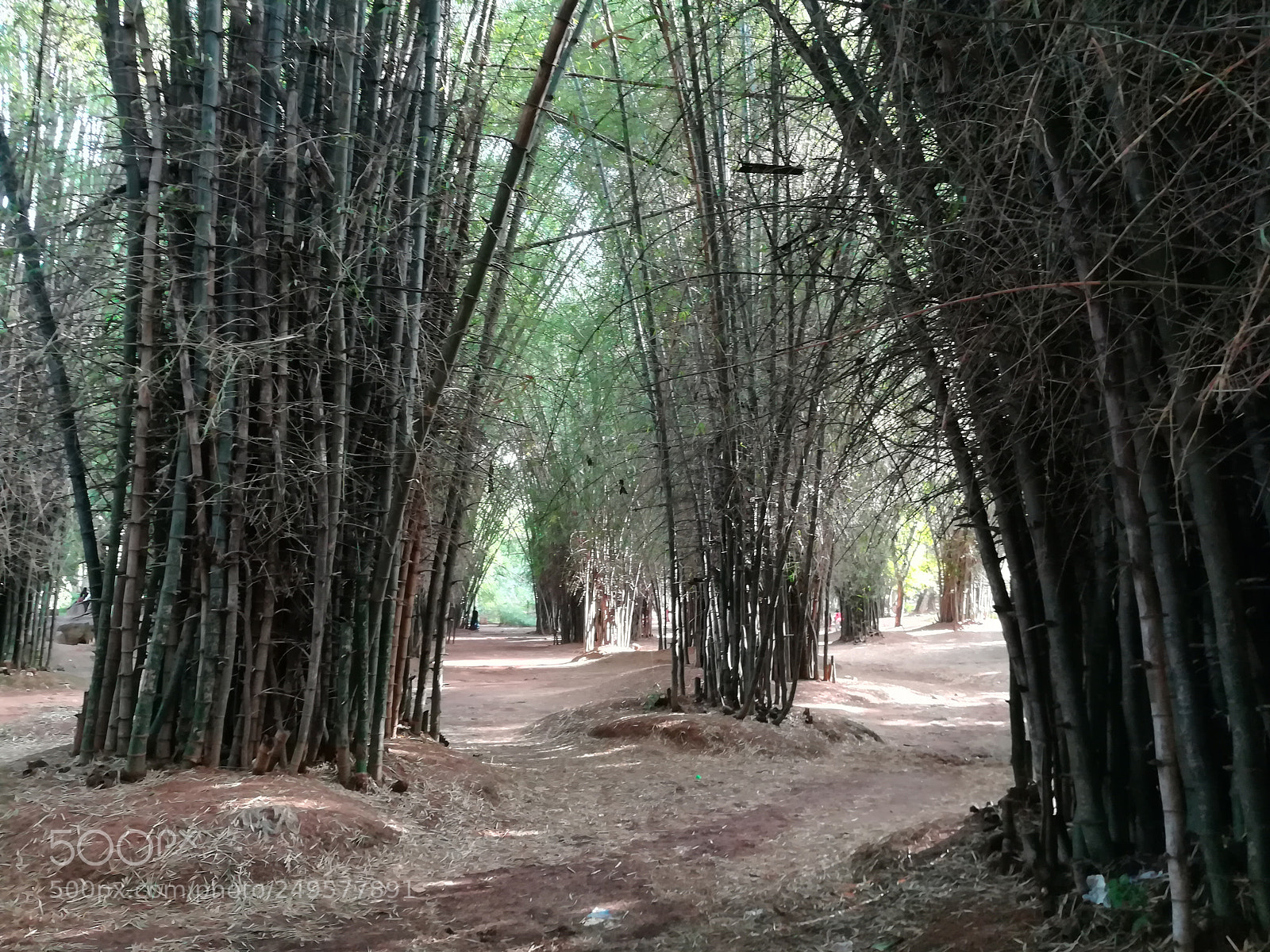 HUAWEI honor 6x sample photo. Cubbon park photography