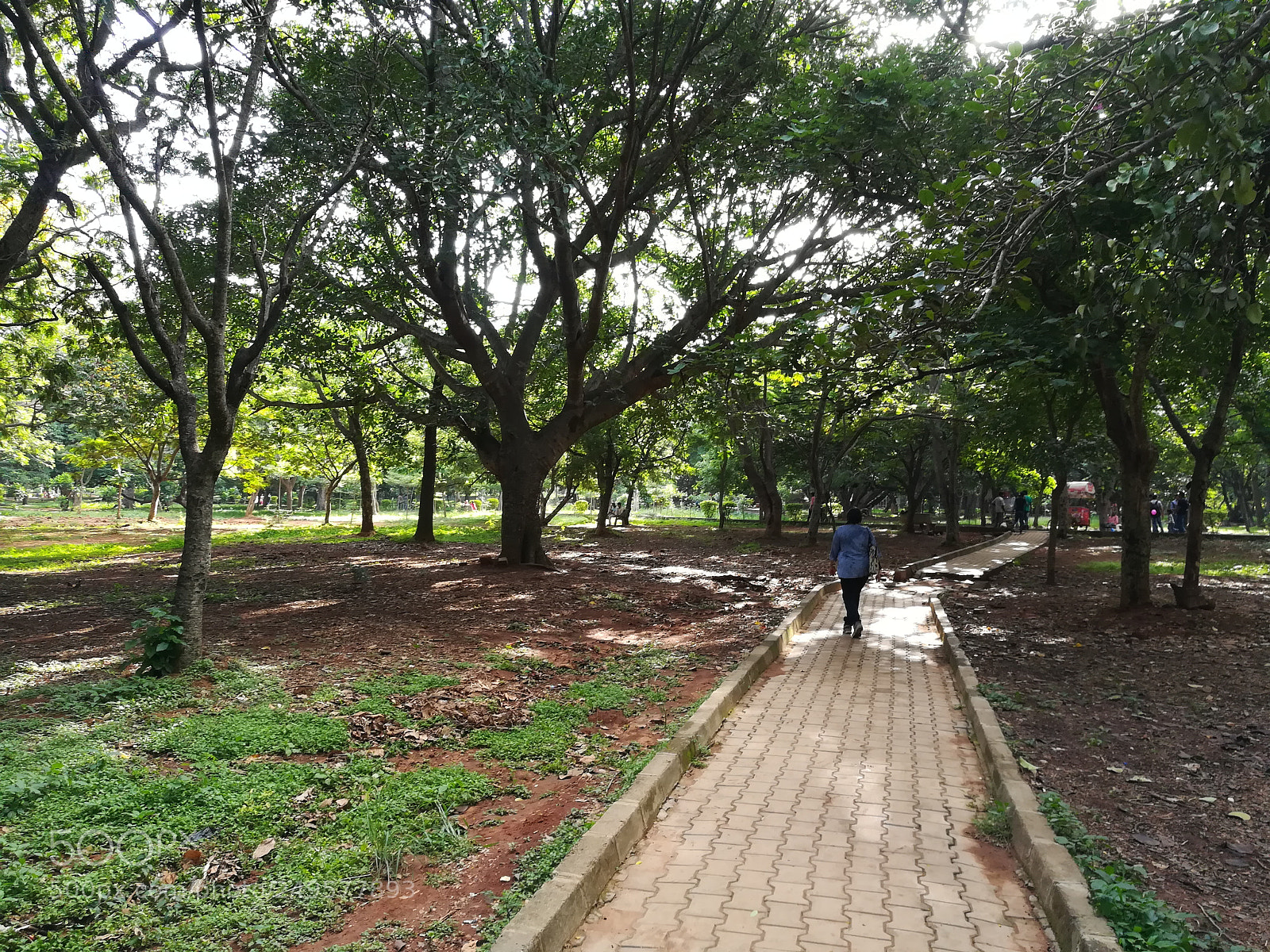 HUAWEI honor 6x sample photo. Cubbon park photography