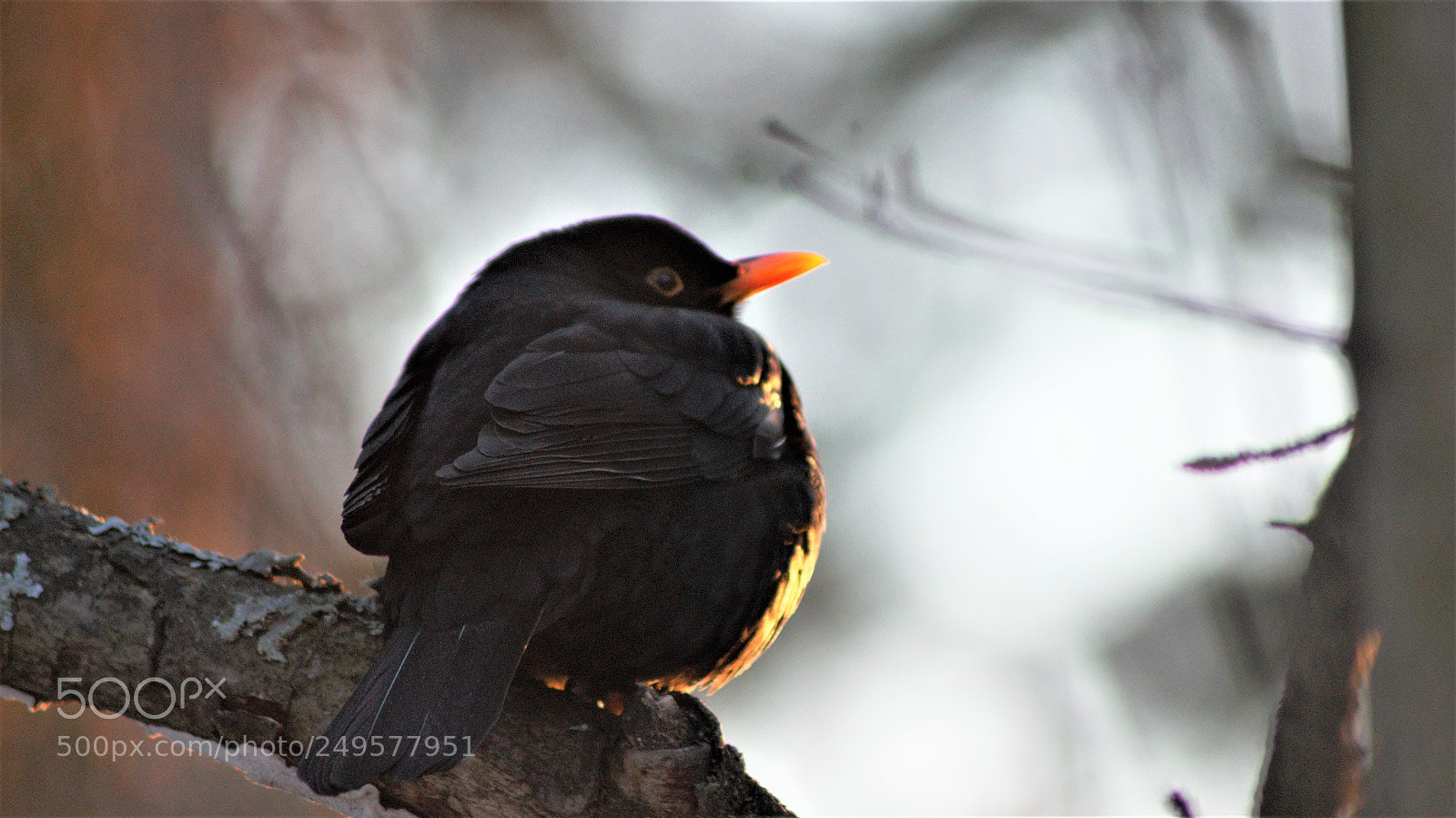 Sony Alpha DSLR-A350 sample photo. Chilly morning photography