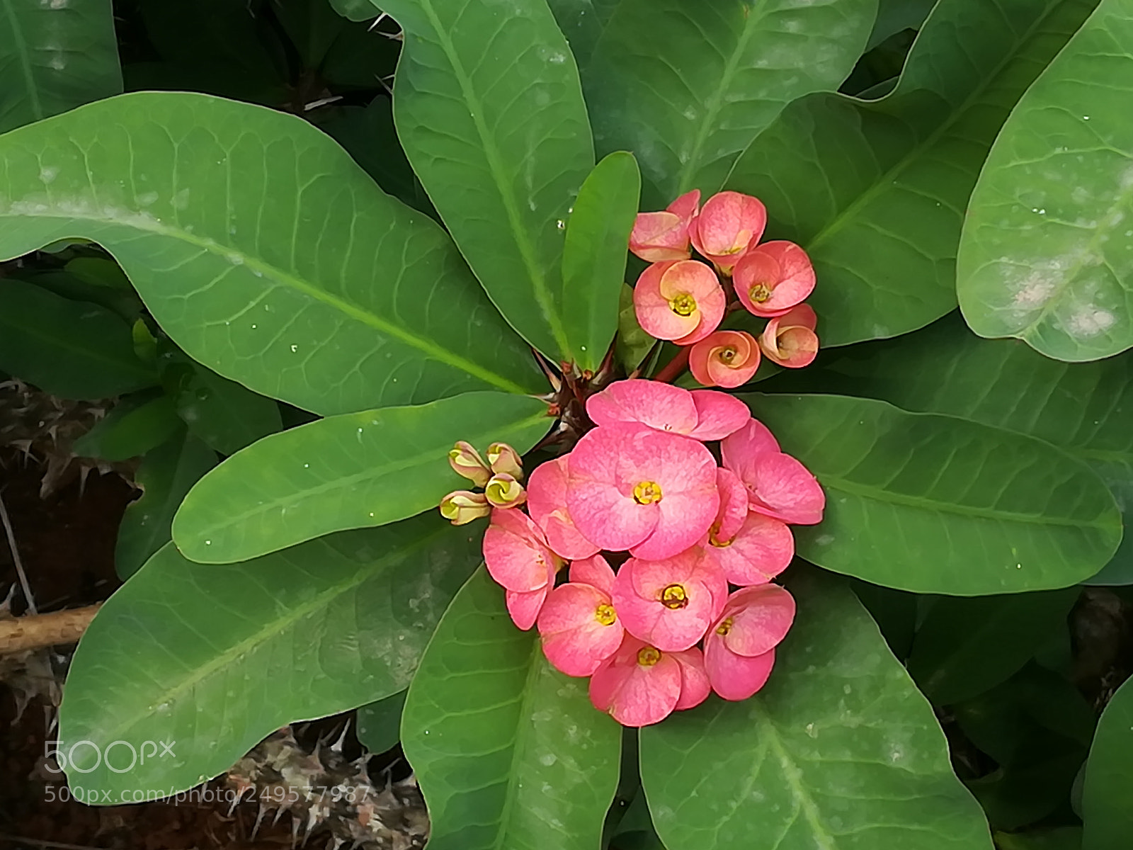 HUAWEI honor 6x sample photo. Pink flowers photography