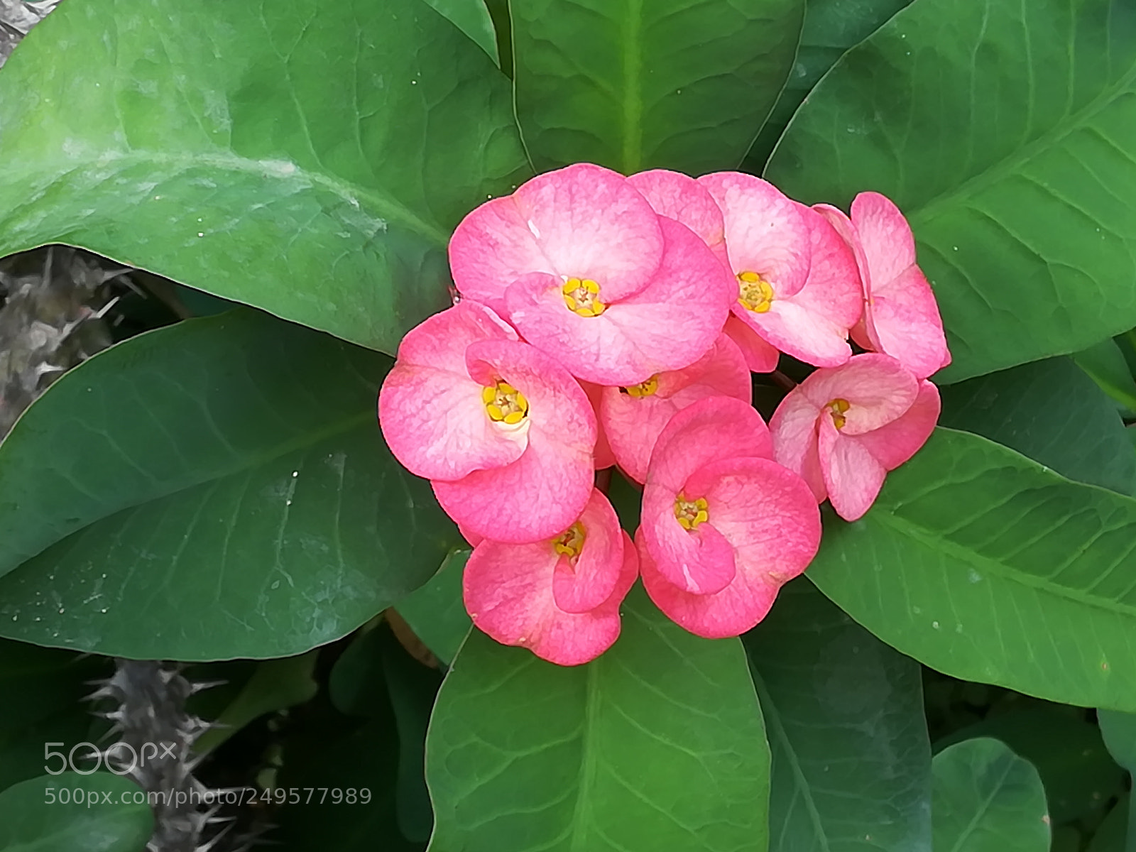 HUAWEI honor 6x sample photo. Pink flowers photography