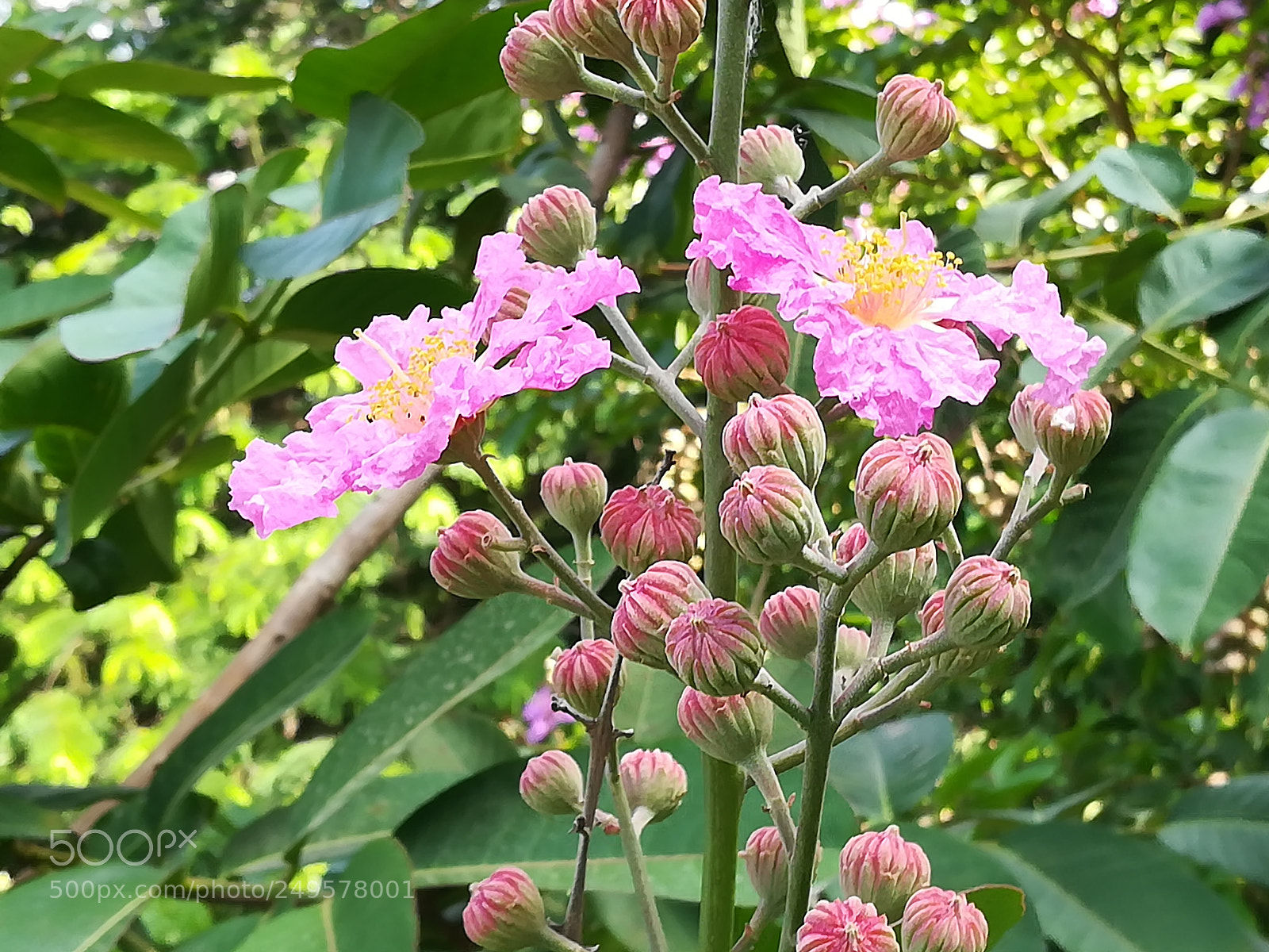 HUAWEI honor 6x sample photo. Pink flowers photography