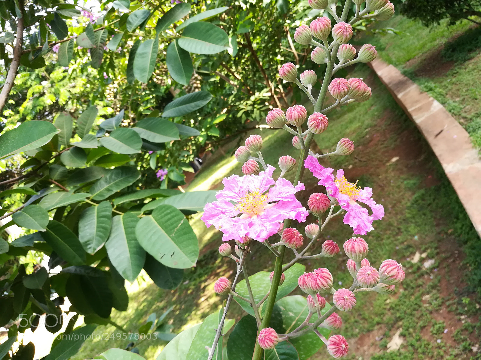 HUAWEI honor 6x sample photo. Pink flowers photography