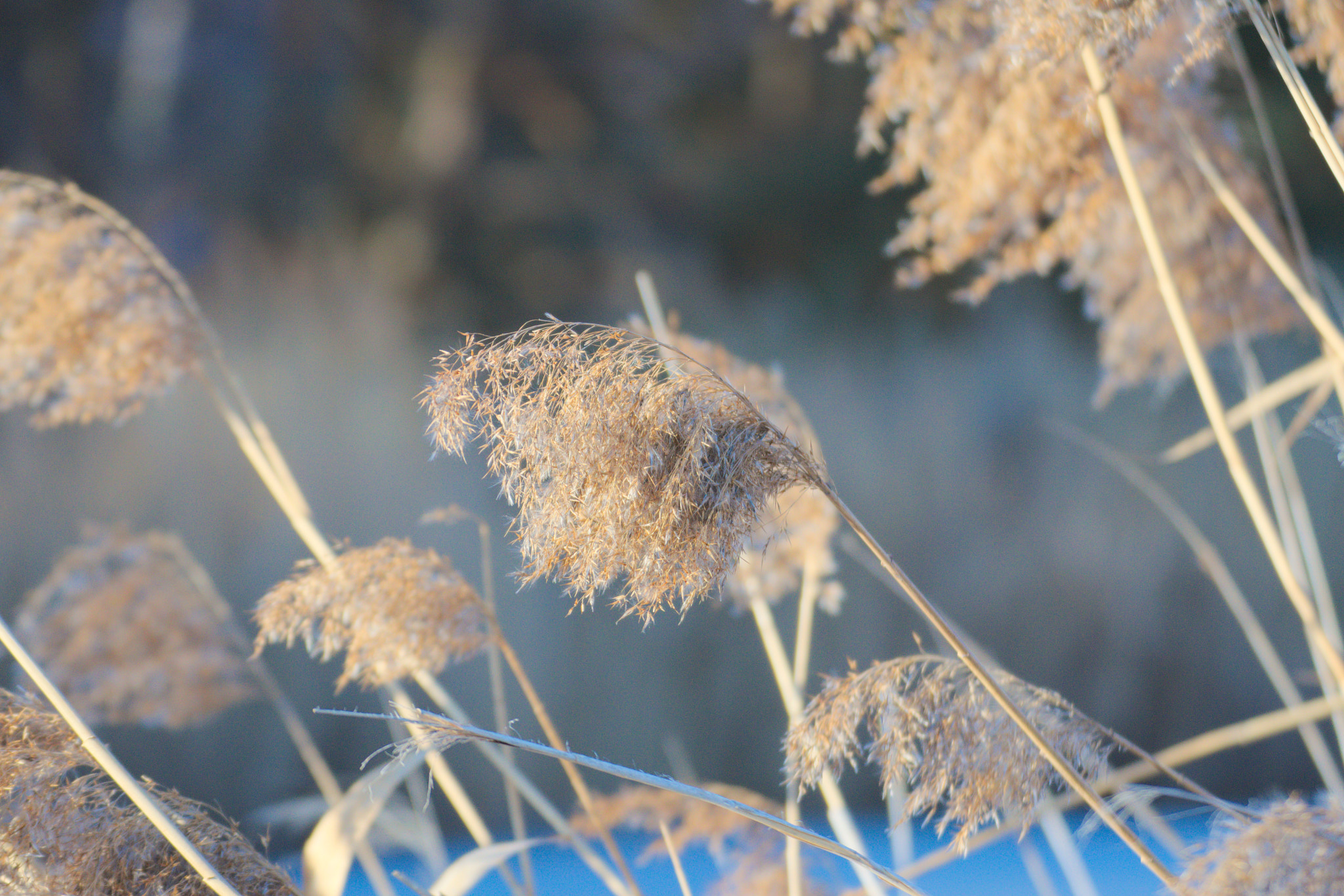 Nikon D5300 sample photo. Reeds photography