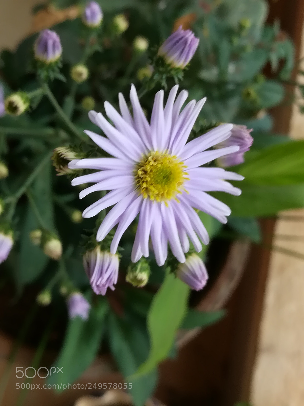 HUAWEI honor 6x sample photo. Blue flower photography