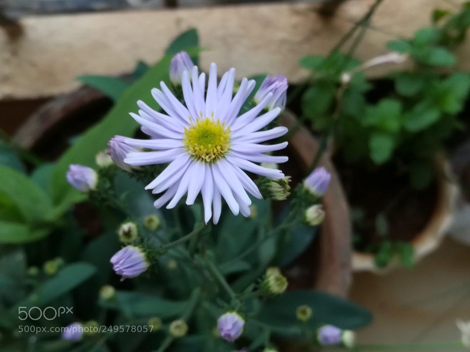 HUAWEI honor 6x sample photo. Blue flower photography