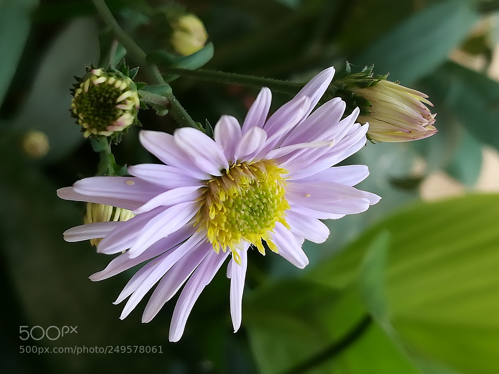 HUAWEI honor 6x sample photo. Blue flower photography