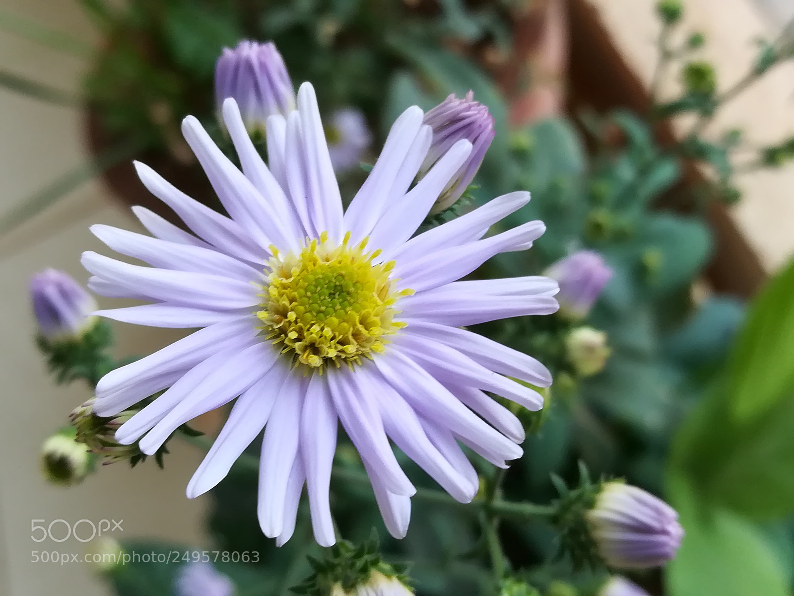 HUAWEI honor 6x sample photo. Blue flower photography