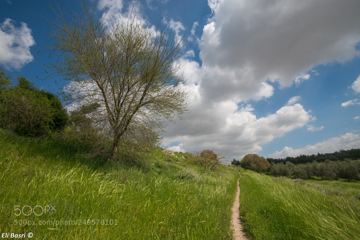 Nikon D800 sample photo. -- photography