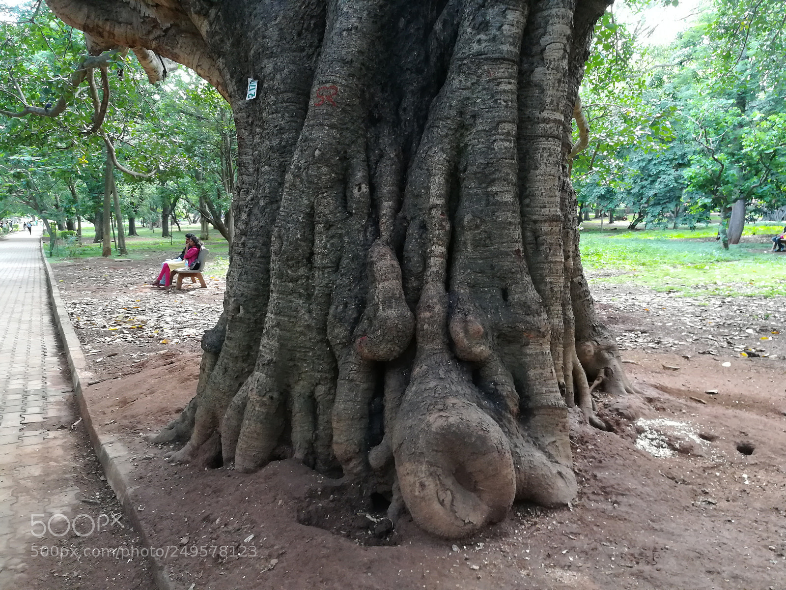 HUAWEI honor 6x sample photo. Trees photography