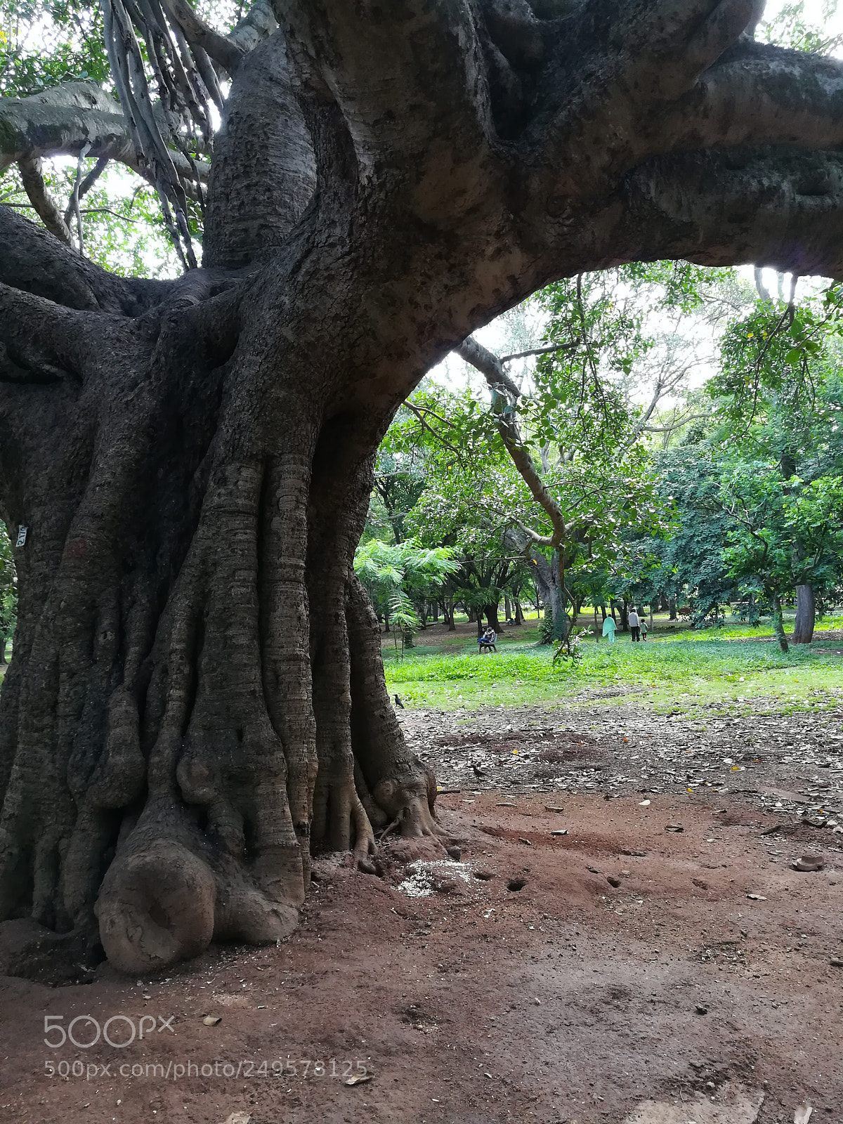 HUAWEI honor 6x sample photo. Trees photography