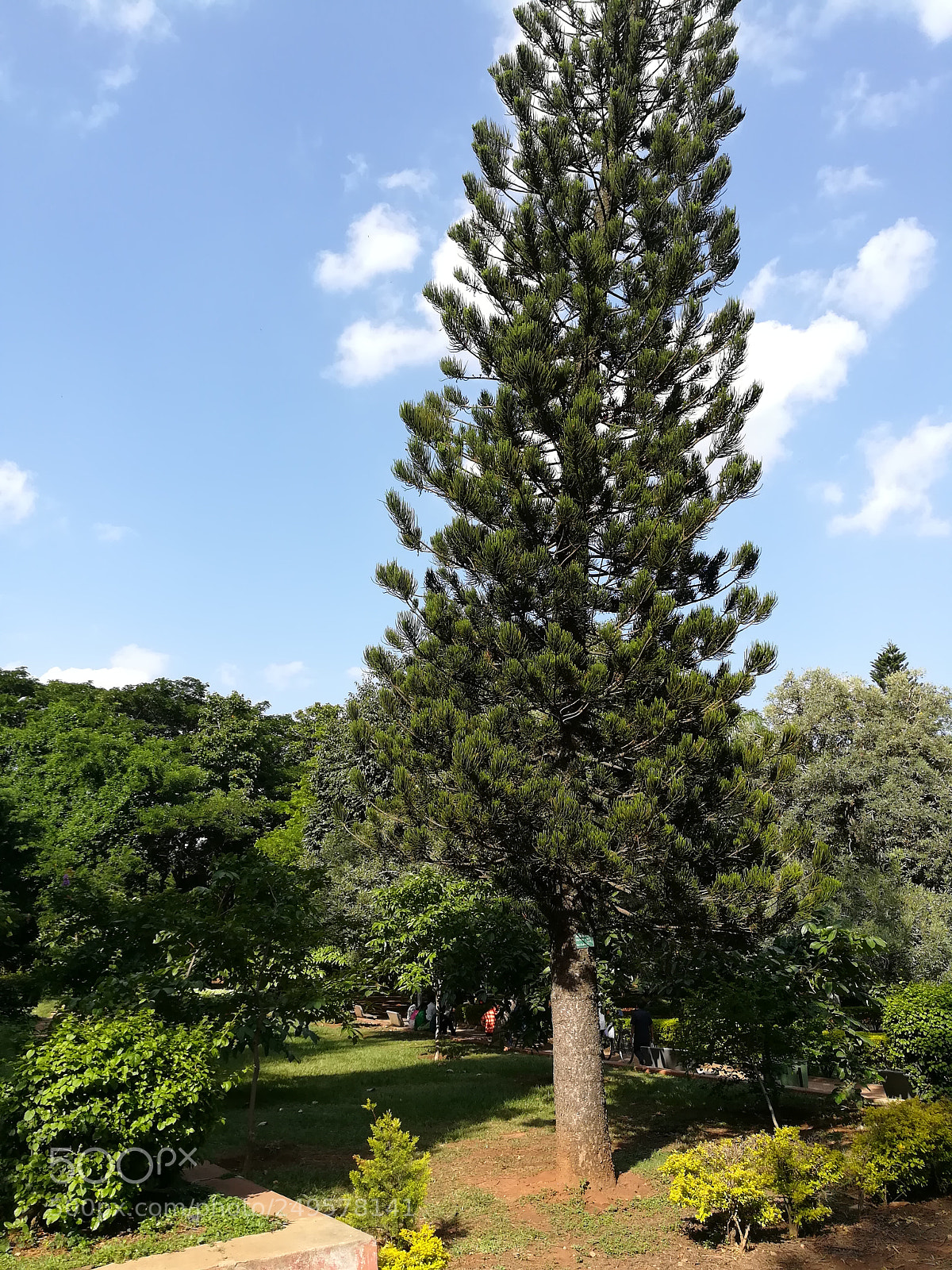 HUAWEI honor 6x sample photo. Trees photography