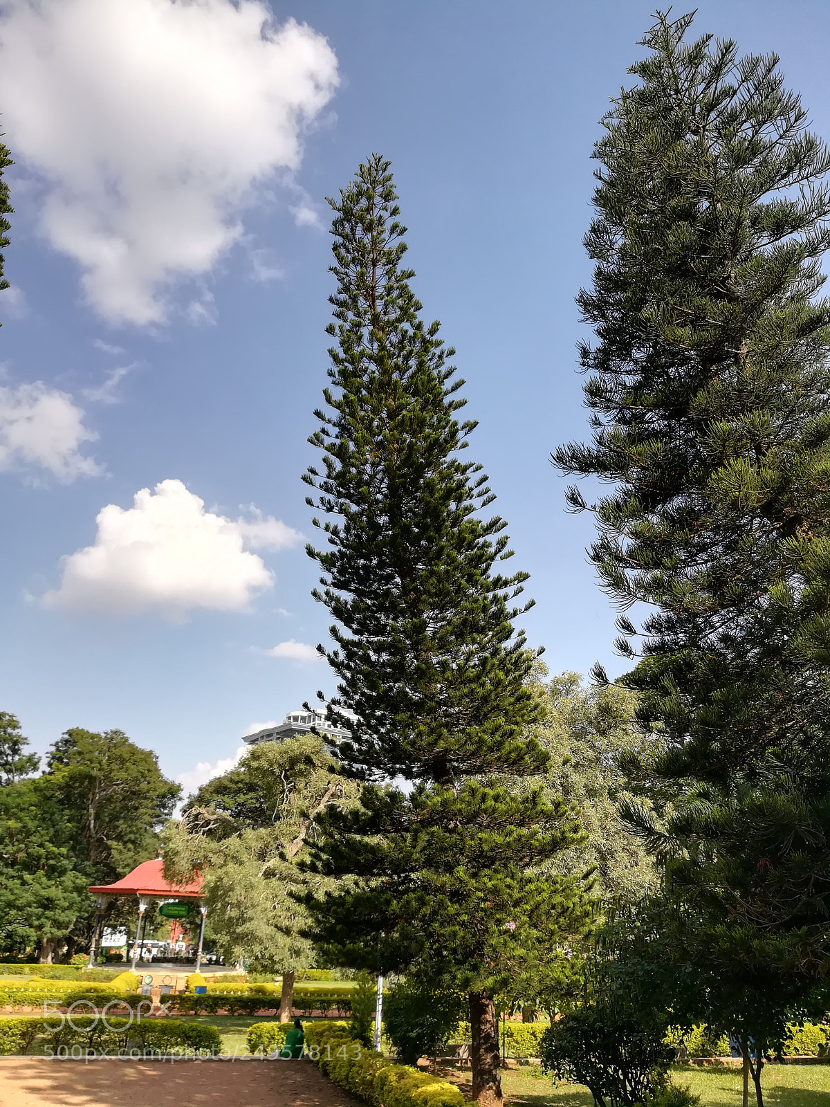 HUAWEI honor 6x sample photo. Trees photography