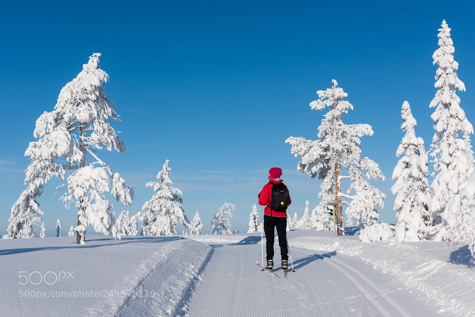 Nikon D810 sample photo. Frost v photography