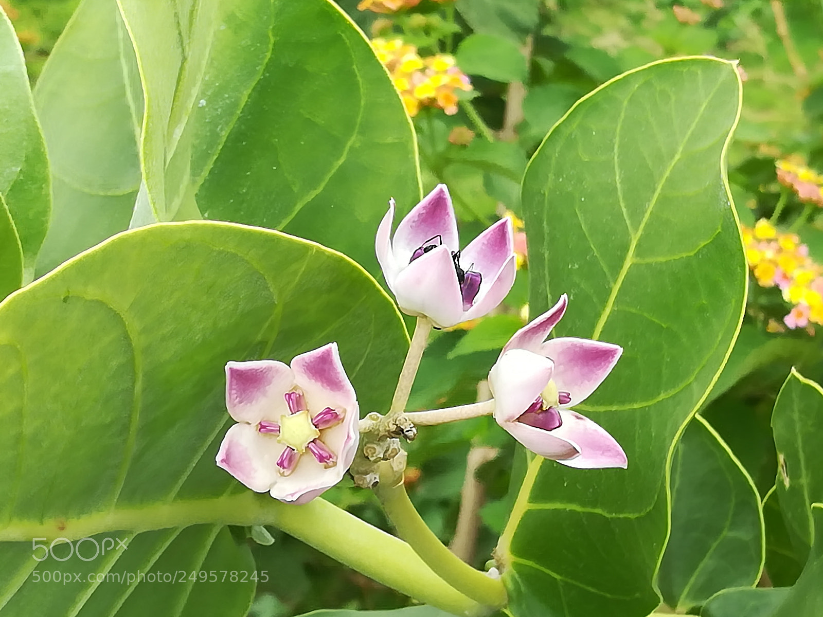 HUAWEI honor 6x sample photo. Dig photography