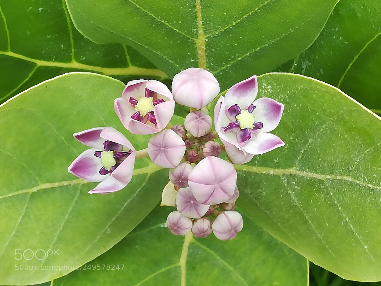 HUAWEI honor 6x sample photo. Dig photography