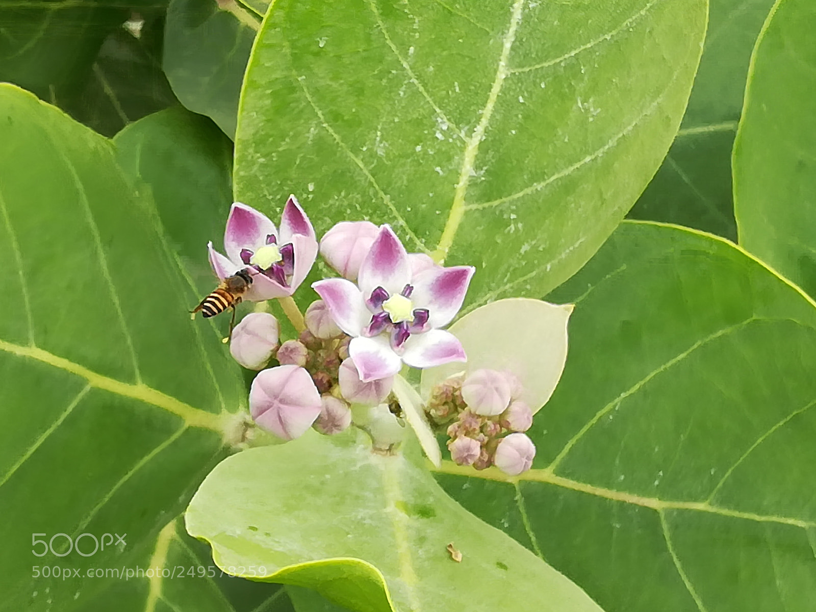 HUAWEI honor 6x sample photo. Dig photography