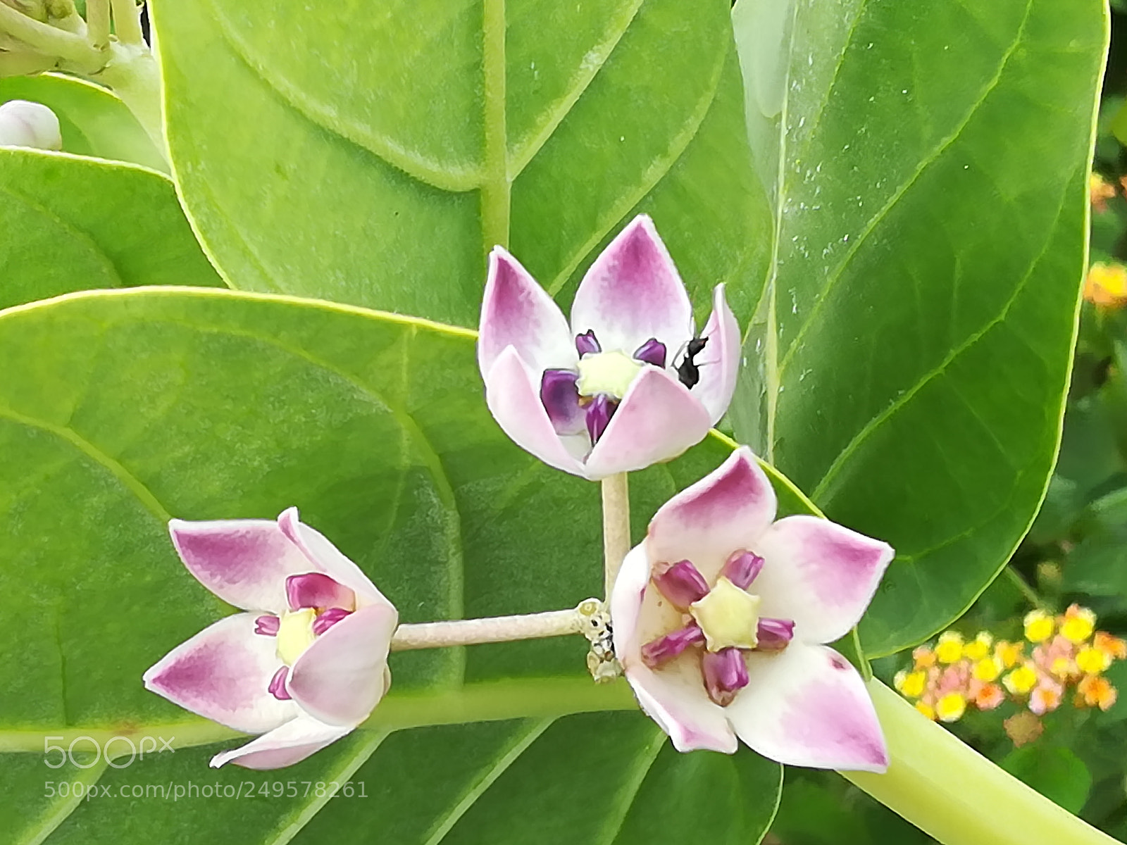 HUAWEI honor 6x sample photo. Dig photography