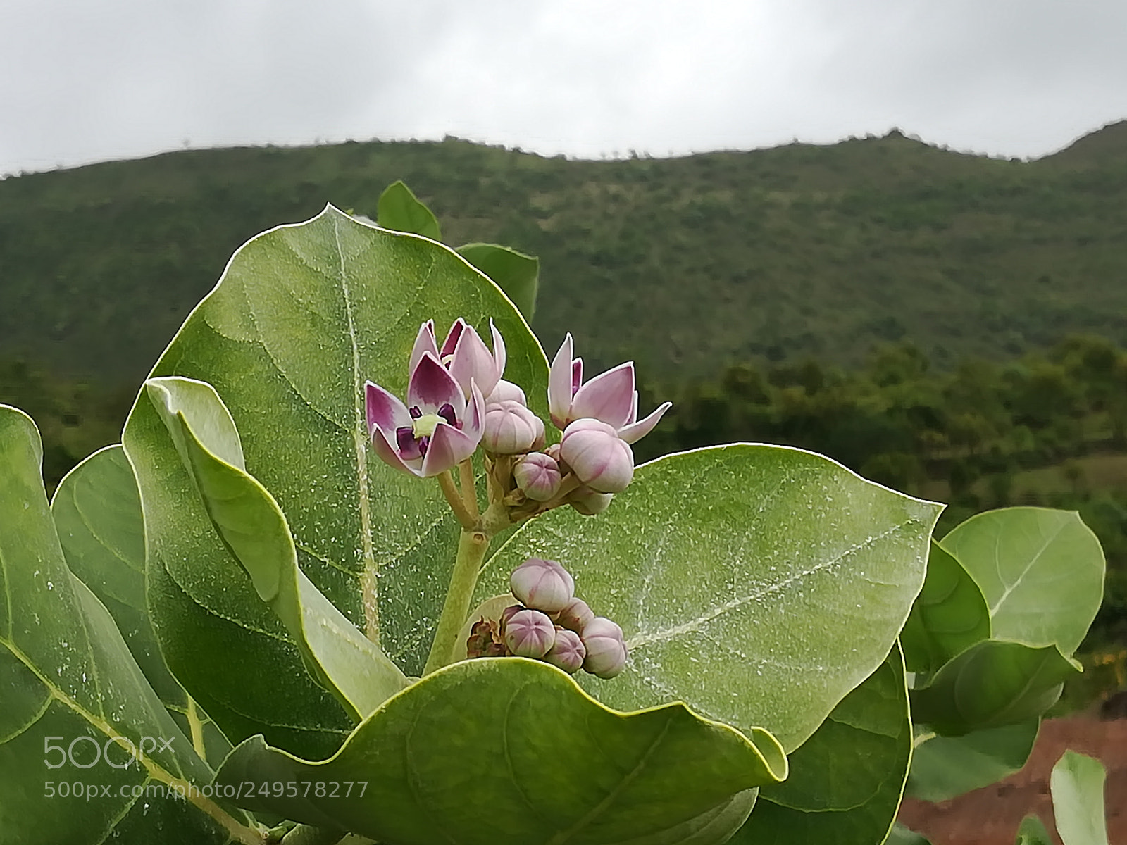 HUAWEI honor 6x sample photo. Dig photography