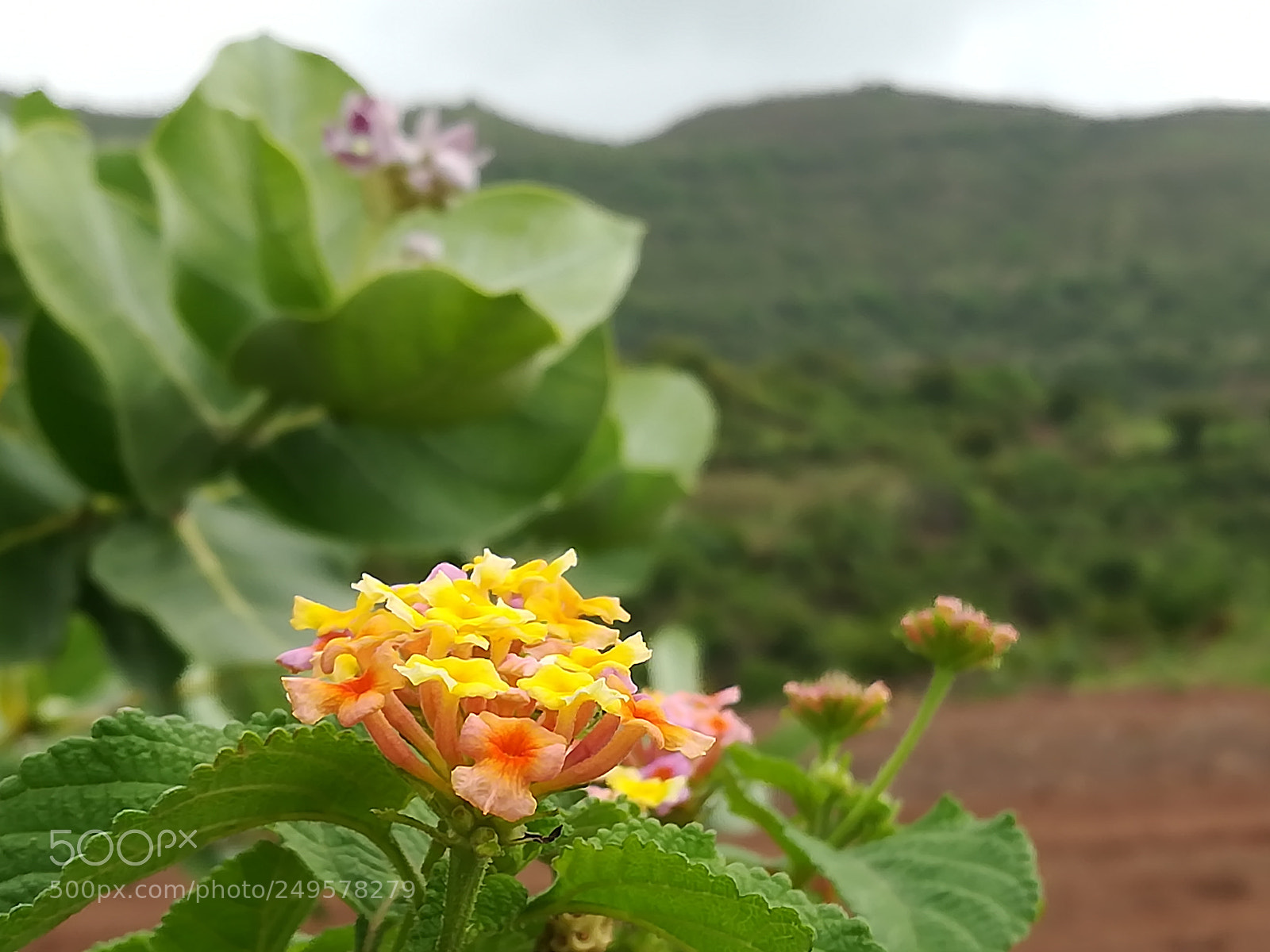 HUAWEI honor 6x sample photo. Dig photography