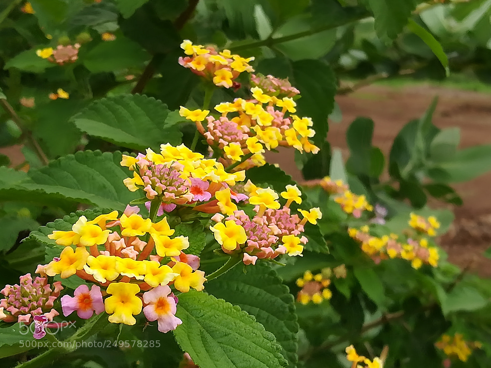 HUAWEI honor 6x sample photo. Dig photography