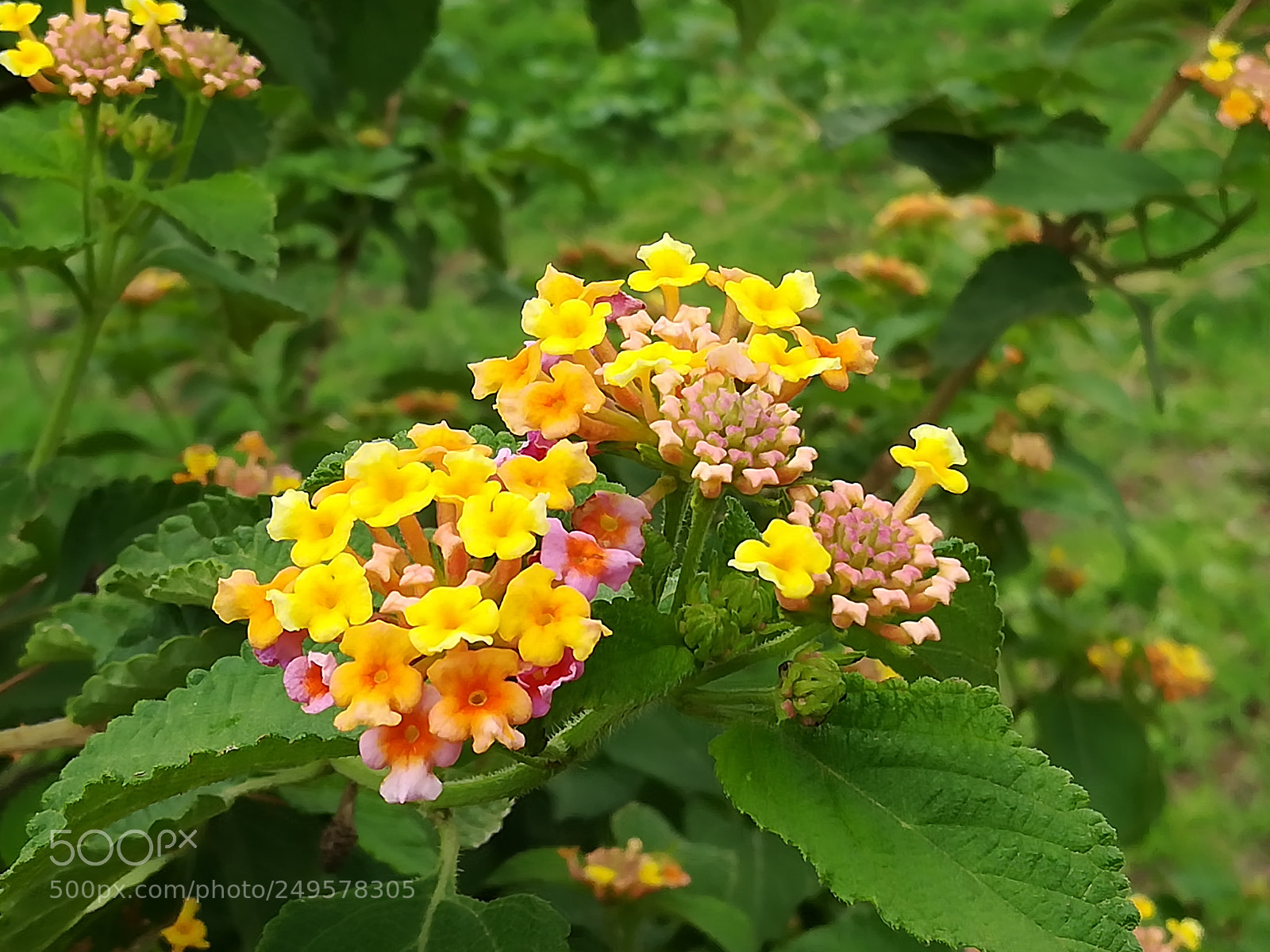 HUAWEI honor 6x sample photo. Dig photography