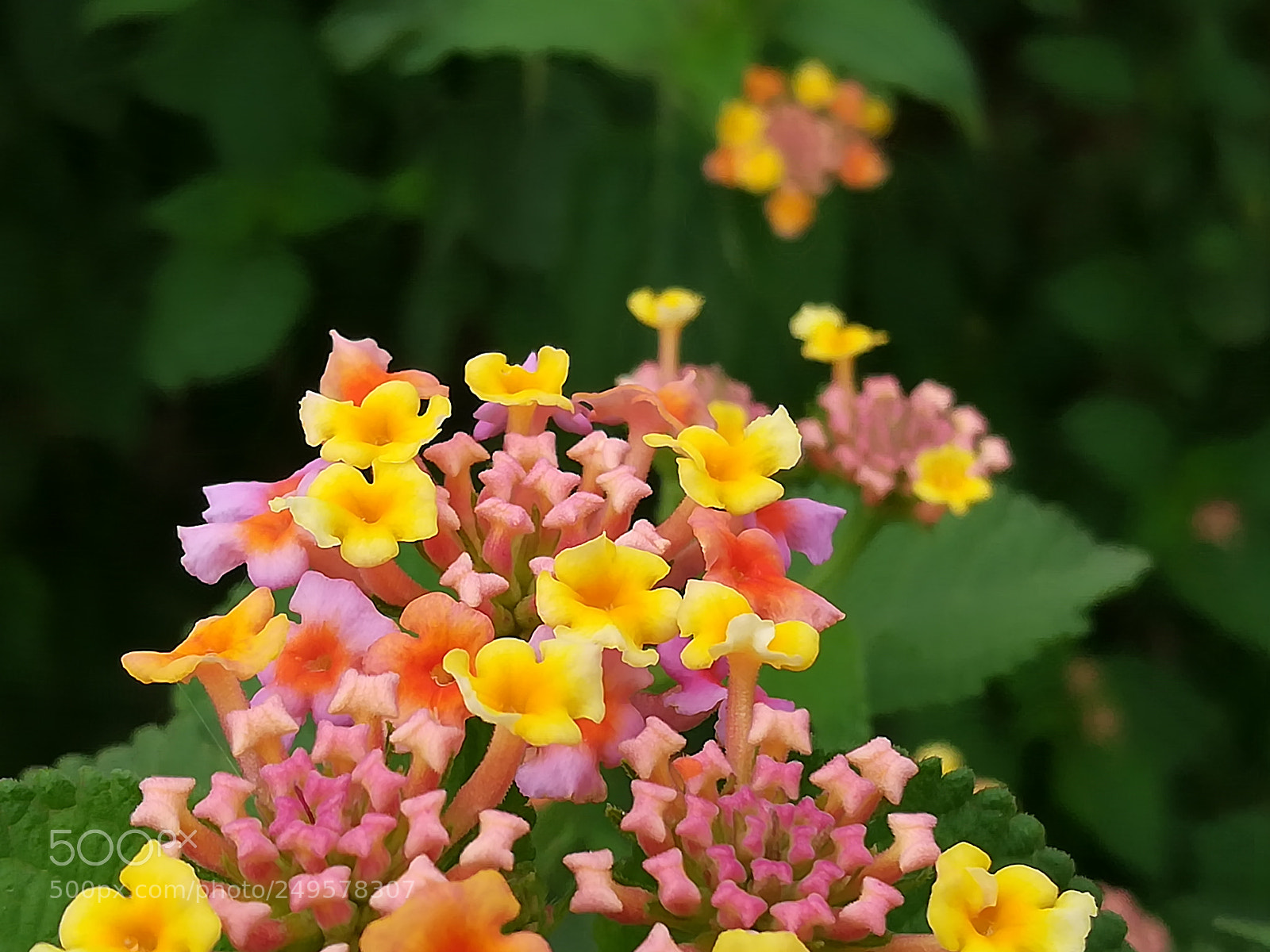 HUAWEI honor 6x sample photo. Dig photography