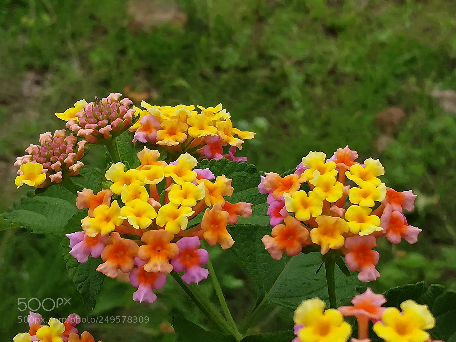 HUAWEI honor 6x sample photo. Dig photography