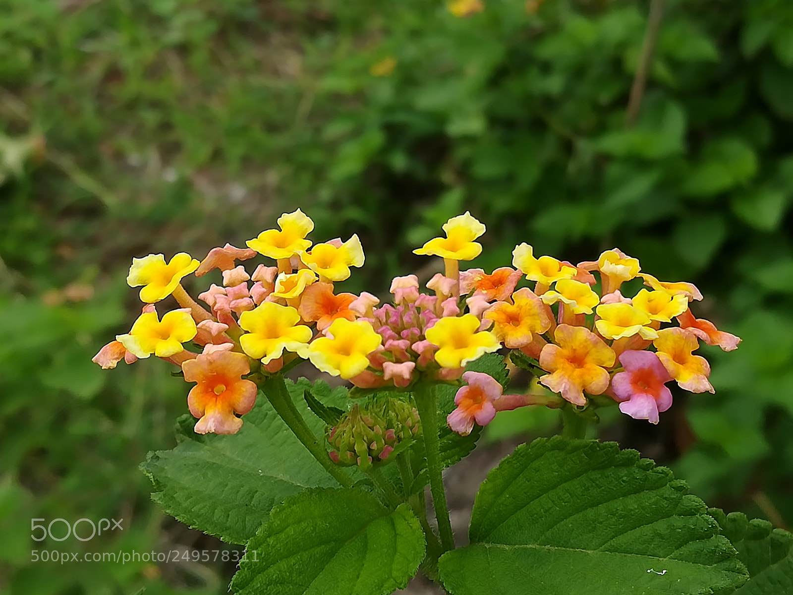 HUAWEI honor 6x sample photo. Dig photography