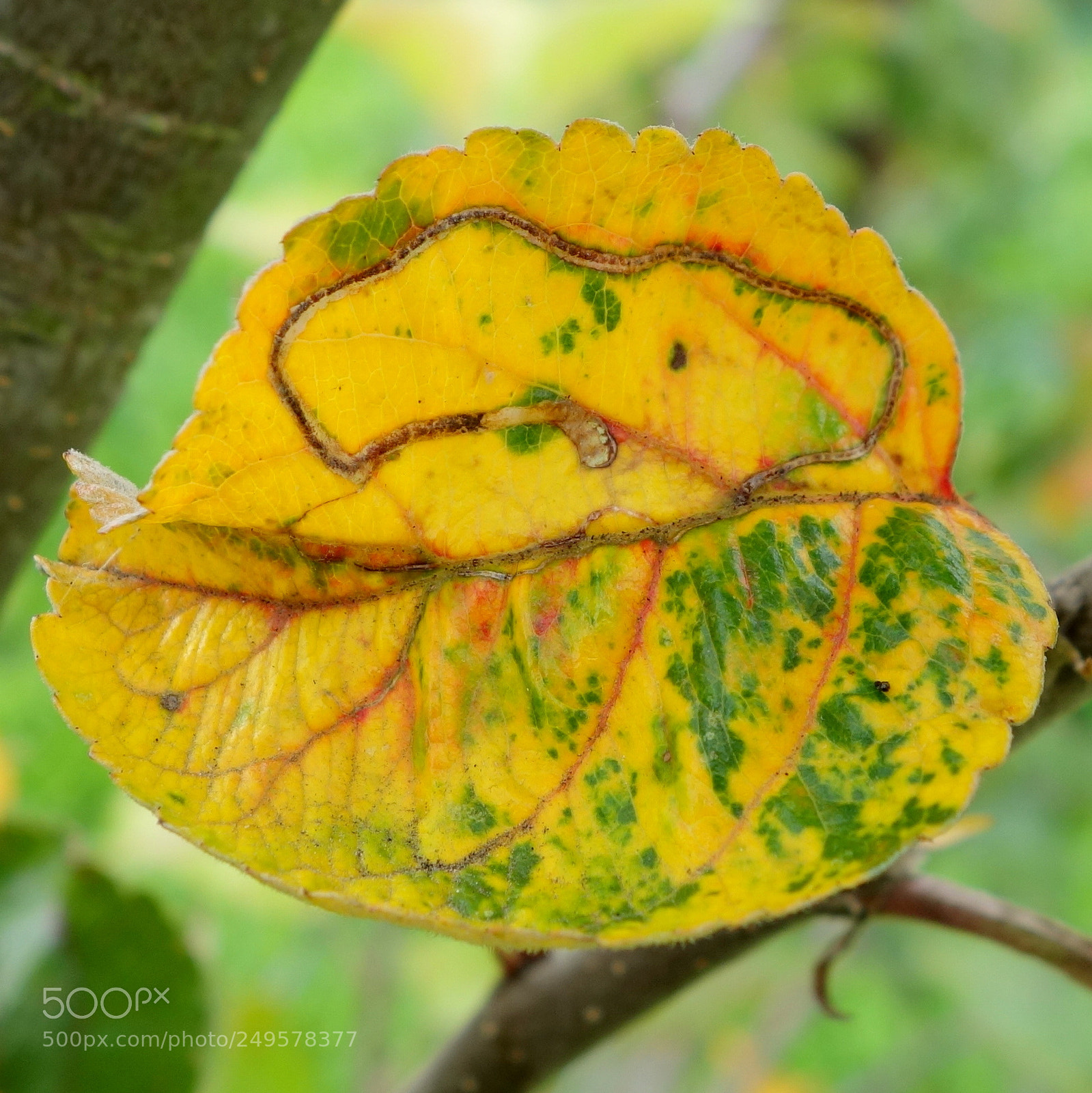 Sony Cyber-shot DSC-RX100 II sample photo. () cvp lot photography