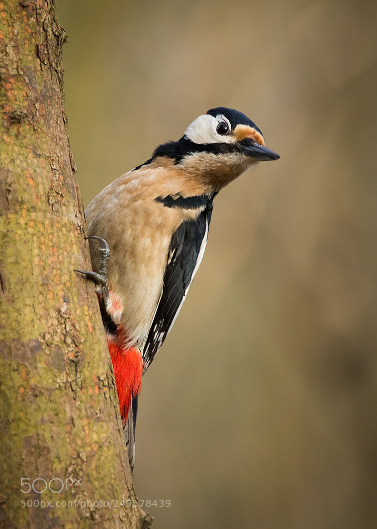 Canon EOS 7D Mark II sample photo. Woodpecker photography