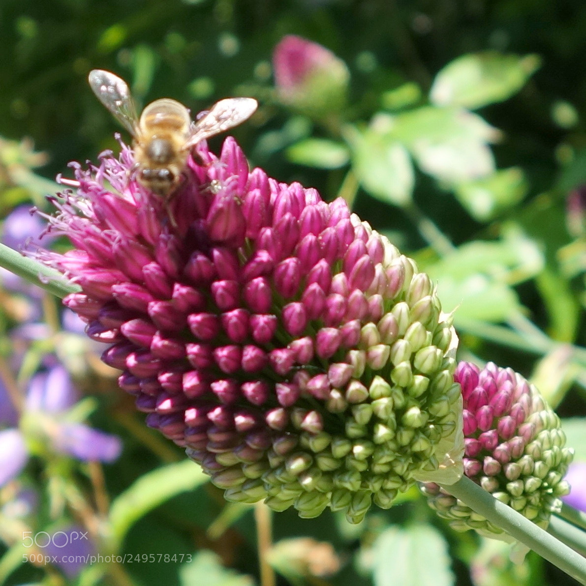 Sony Cyber-shot DSC-RX100 II sample photo. () cvp lot photography