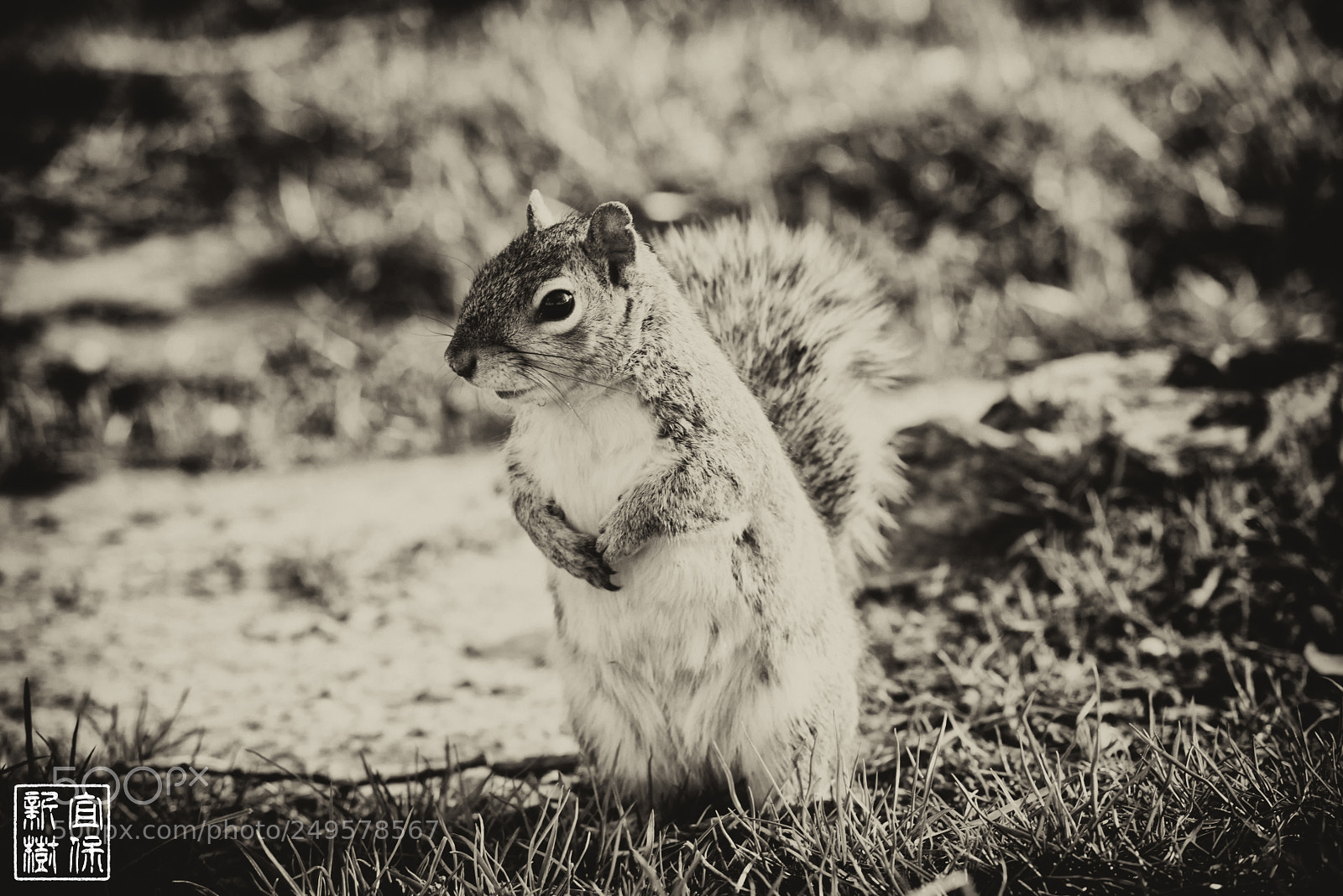 Nikon D810 sample photo. Squirrel photography