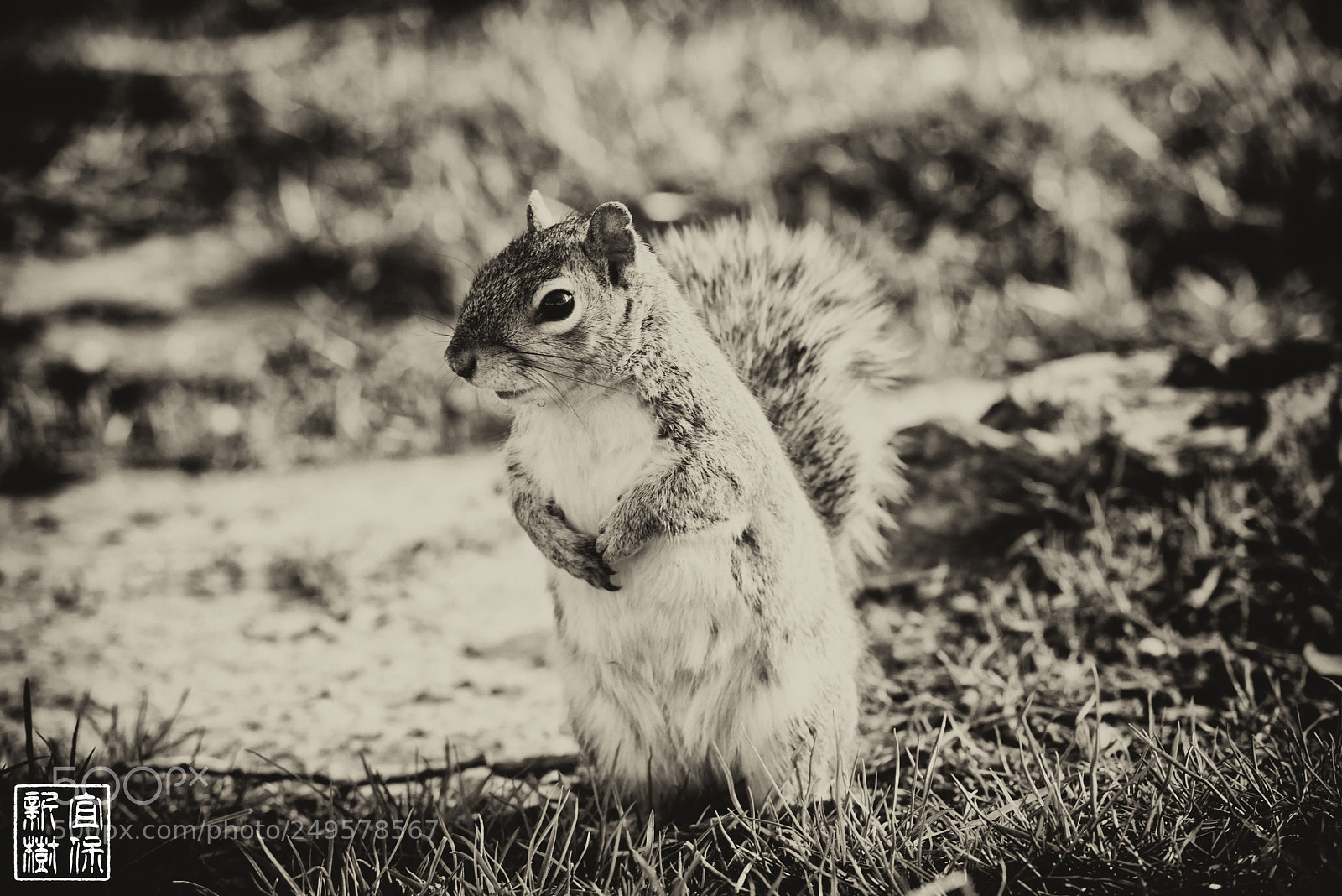 Nikon D810 sample photo. Squirrel photography