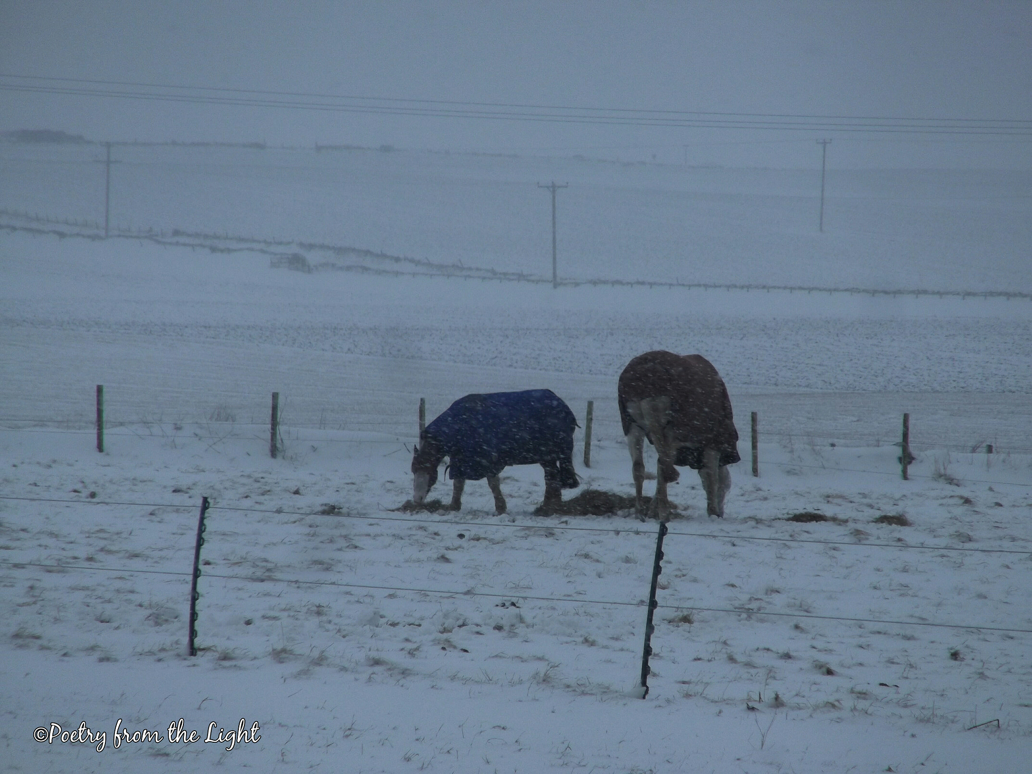 Fujifilm FinePix T350 sample photo. Snow & breakfast photography