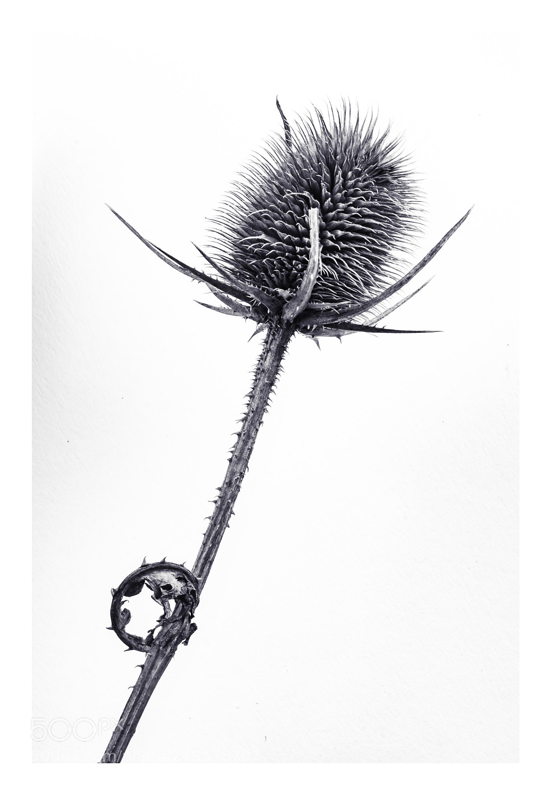 Canon EOS 77D (EOS 9000D / EOS 770D) sample photo. Art forms in nature (4) photography