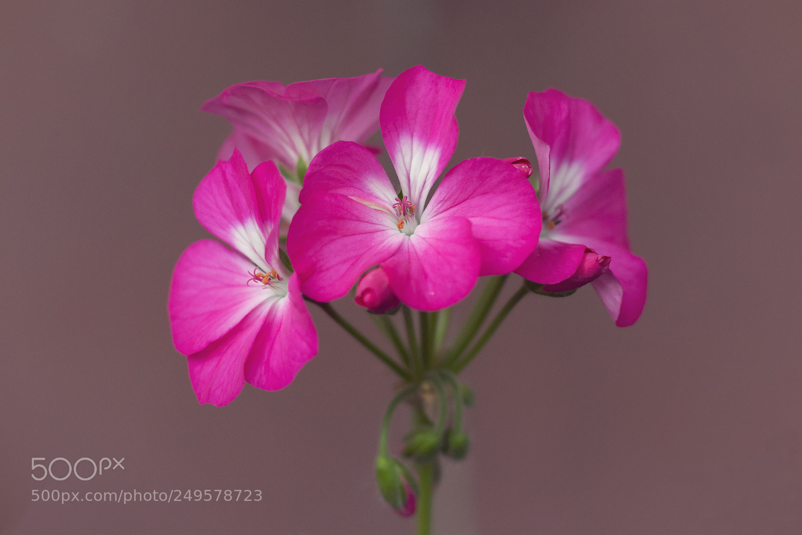 Canon EOS 700D (EOS Rebel T5i / EOS Kiss X7i) sample photo. Geranium photography