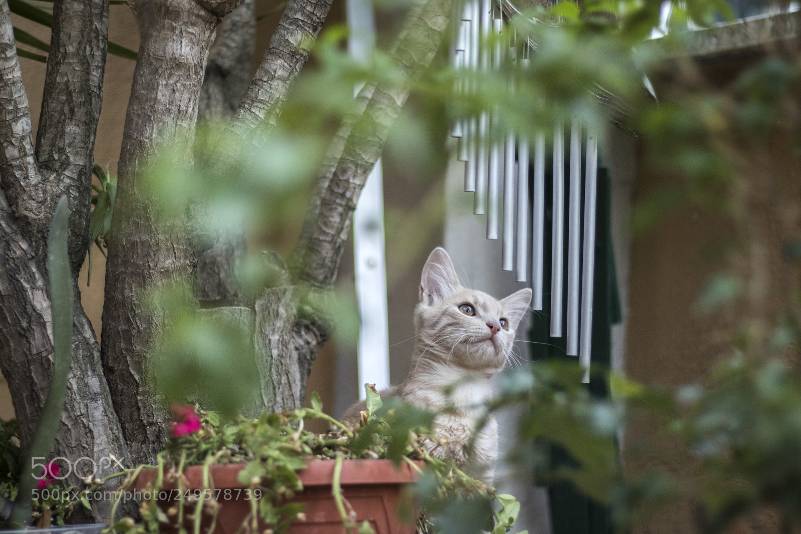 Canon EOS 77D (EOS 9000D / EOS 770D) sample photo. Fist hunt photography