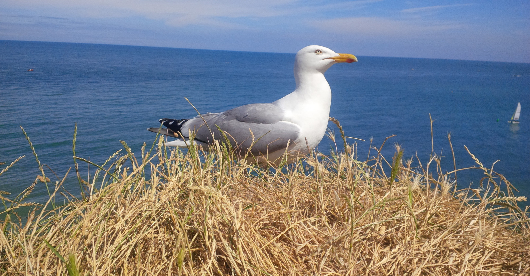 BlackBerry Z10 sample photo