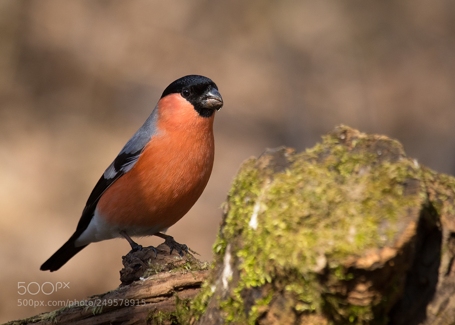 Canon EOS 7D Mark II sample photo. Bullfinch photography