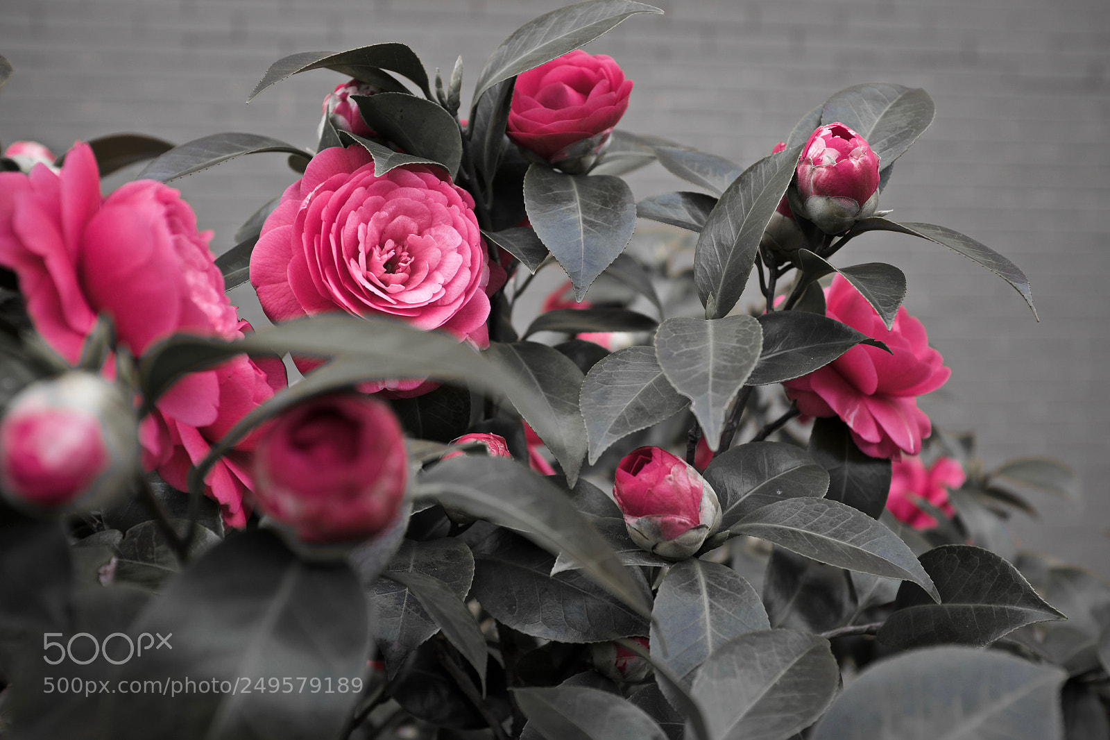 Fujifilm X100T sample photo. Flowers in early spring photography