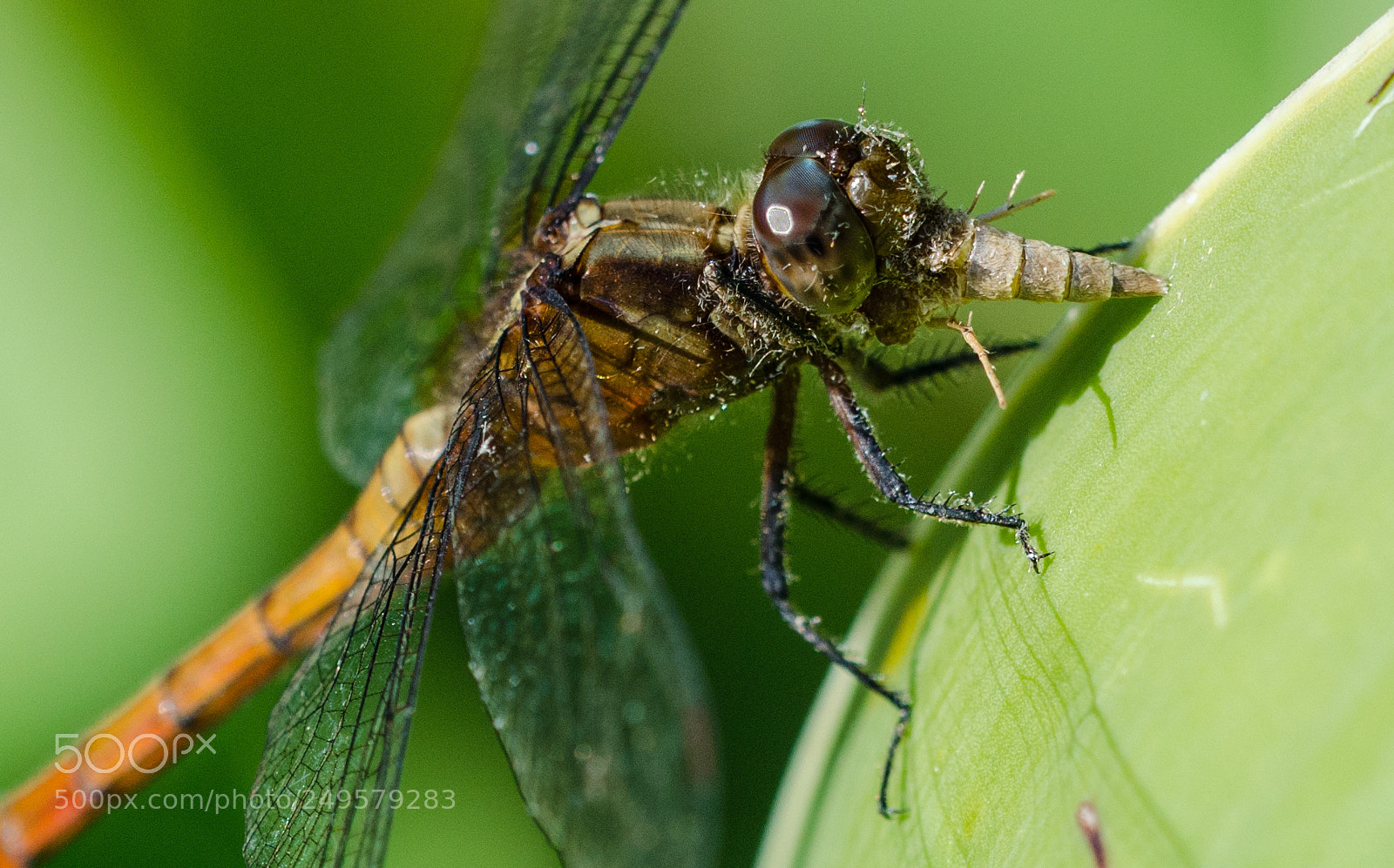 Nikon D7000 sample photo. Dragonfly photography