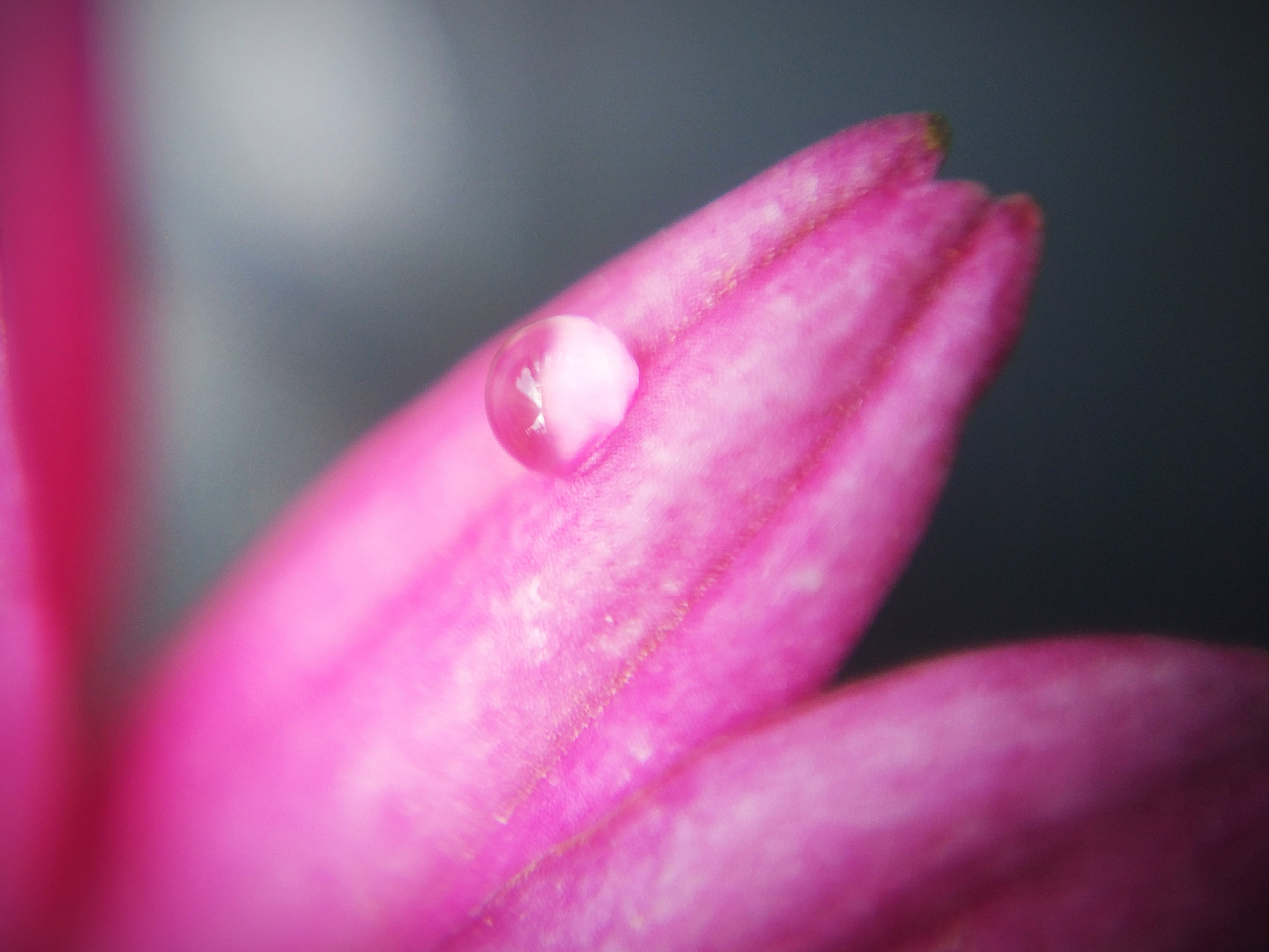 Xiaomi MI 5s sample photo. Dew with petal photography