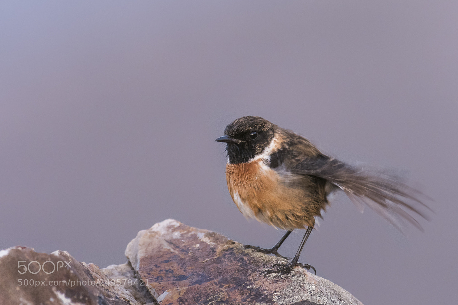 Nikon D500 sample photo. Stonechat drying off after photography
