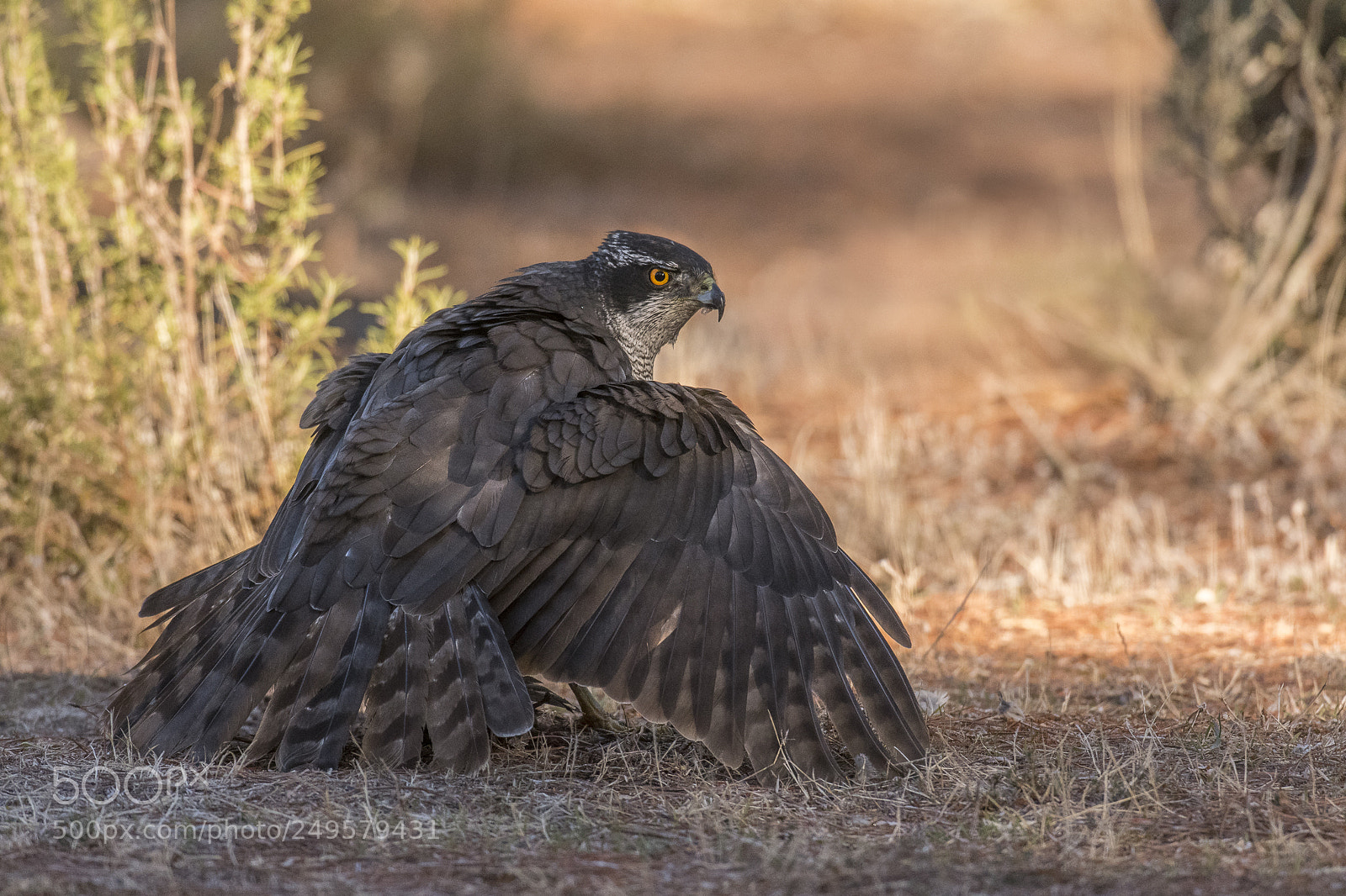 Nikon D500 sample photo. Goshawk manteling its prey photography