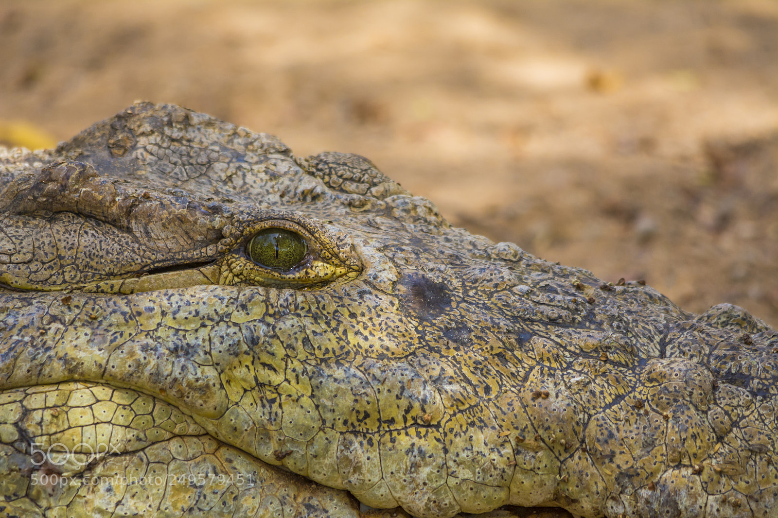 Nikon D7100 sample photo. Crocodile's eye photography
