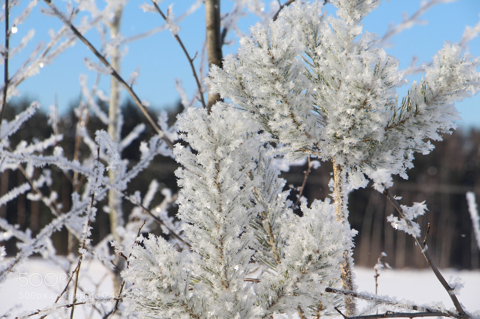 Canon EOS 700D (EOS Rebel T5i / EOS Kiss X7i) sample photo. Winter photography